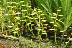 Utricularia praeterita
